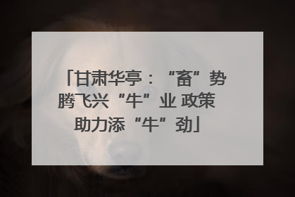 甘肃华亭：“畜”势腾飞兴“牛”业 政策助力添“牛”劲