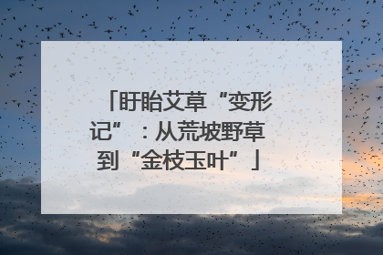 盱眙艾草“变形记”：从荒坡野草到“金枝玉叶”