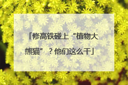 修高铁碰上“植物大熊猫”？他们这么干
