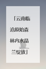 云南临沧原始森林内水晶兰绽放