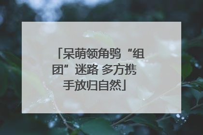 呆萌领角鸮“组团”迷路 多方携手放归自然