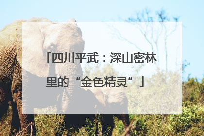 四川平武：深山密林里的“金色精灵”