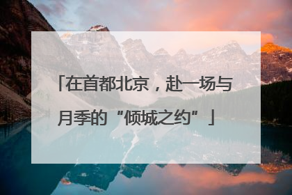 在首都北京，赴一场与月季的“倾城之约”