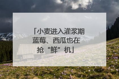 小麦进入灌浆期 蓝莓、西瓜也在抢“鲜”机