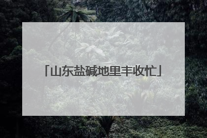 山东盐碱地里丰收忙