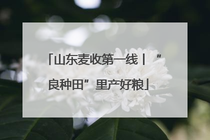 山东麦收第一线丨“良种田”里产好粮