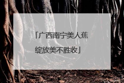广西南宁美人蕉绽放美不胜收