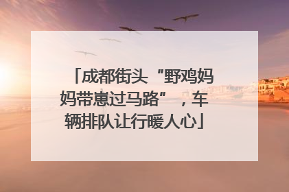 成都街头“野鸡妈妈带崽过马路”，车辆排队让行暖人心