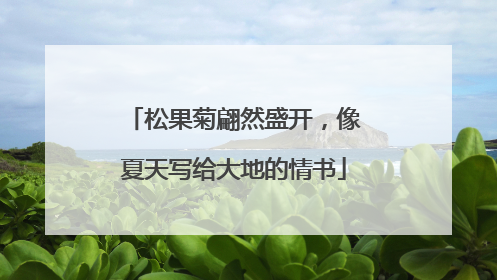 松果菊翩然盛开，像夏天写给大地的情书