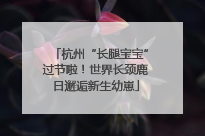 杭州“长腿宝宝”过节啦！世界长颈鹿日邂逅新生幼崽