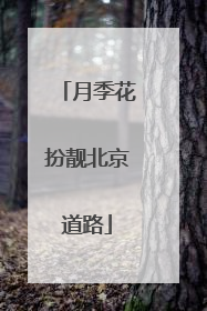 月季花扮靓北京道路