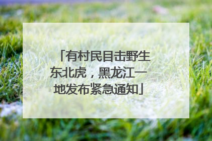 有村民目击野生东北虎，黑龙江一地发布紧急通知