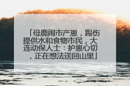 母鹿闹市产崽，踢伤提供水和食物市民，大连动保人士：护崽心切，正在想法送回山里