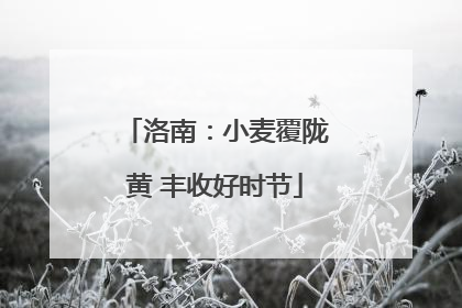 洛南：小麦覆陇黄 丰收好时节
