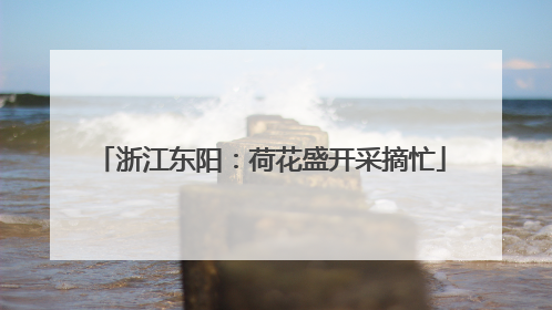 浙江东阳：荷花盛开采摘忙