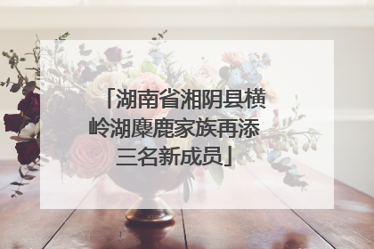 湖南省湘阴县横岭湖麋鹿家族再添三名新成员