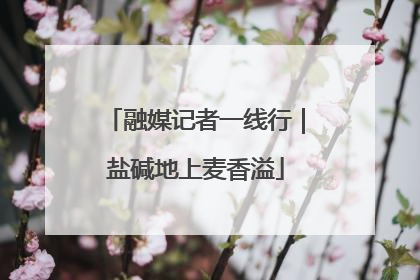 融媒记者一线行｜盐碱地上麦香溢