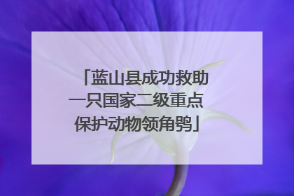 蓝山县成功救助一只国家二级重点保护动物领角鸮