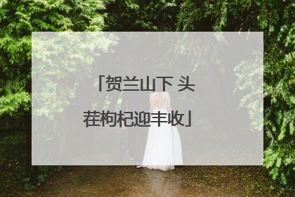 贺兰山下 头茬枸杞迎丰收