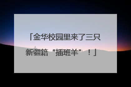 金华校园里来了三只新疆籍“插班羊”！