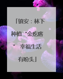 镇安：林下种植“金疙瘩” 幸福生活有盼头