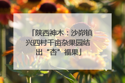 陕西神木：沙峁镇兴四村千亩杂果园结出“杏”福果