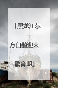 黑龙江东方白鹳迎来繁育期