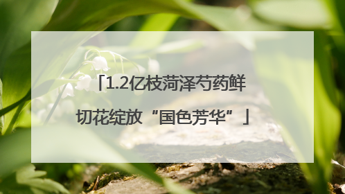1.2亿枝菏泽芍药鲜切花绽放“国色芳华”